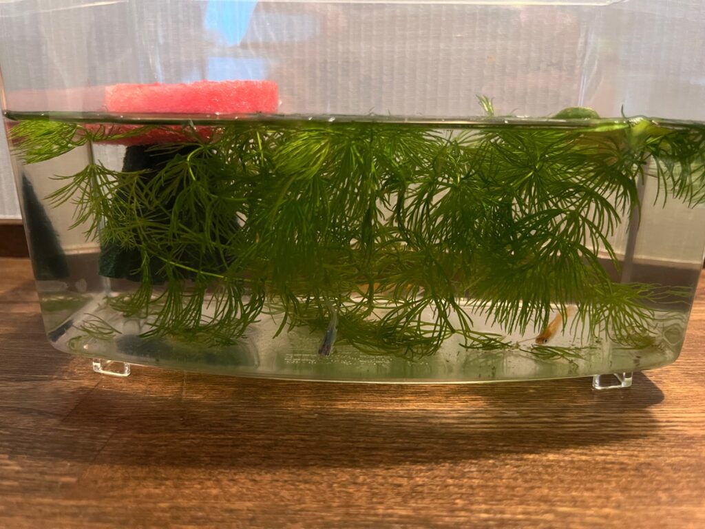 【副業の宮殿インサイトレター：2024.5.23】NVIDIAの2025年度第1四半期収益は前年比262％増　AI革命はまだ始まったばかりです